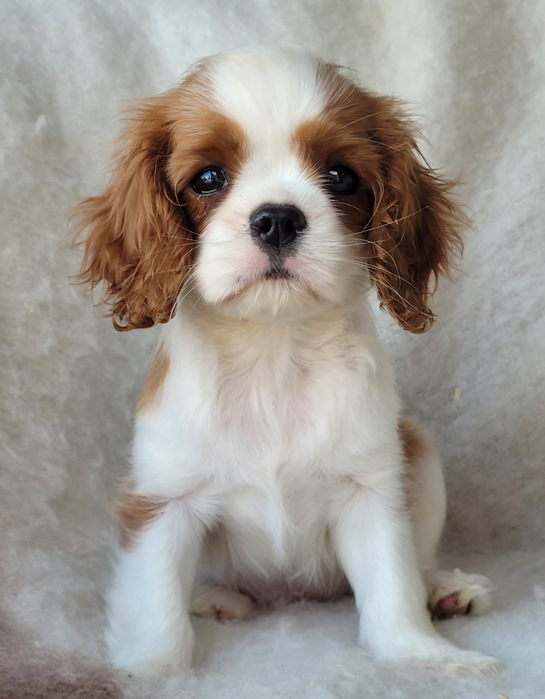 du domaine du grand saule - Chiots disponibles - Cavalier King Charles Spaniel