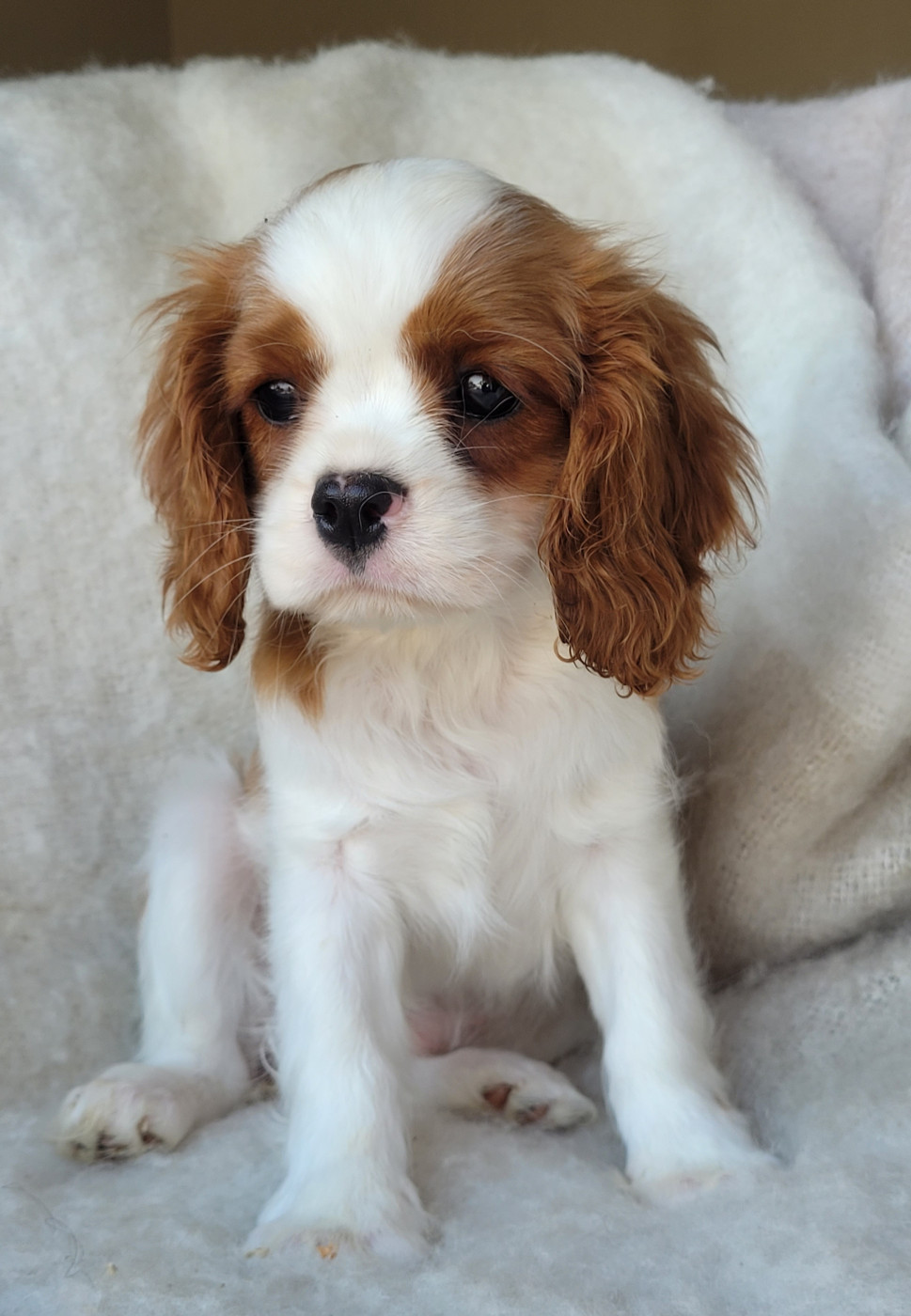 du domaine du grand saule - Chiots disponibles - Cavalier King Charles Spaniel