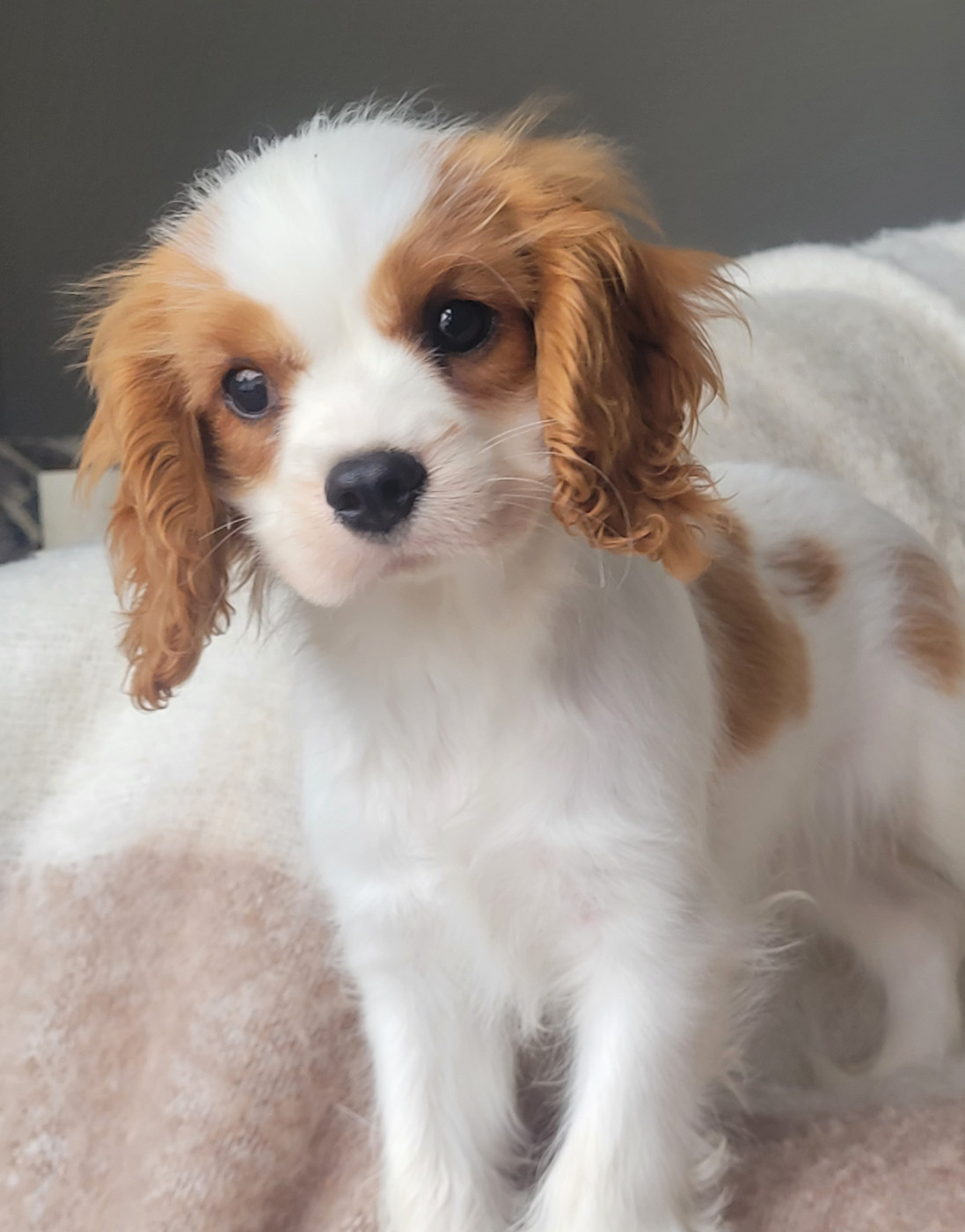 du domaine du grand saule - Chiots disponibles - Cavalier King Charles Spaniel