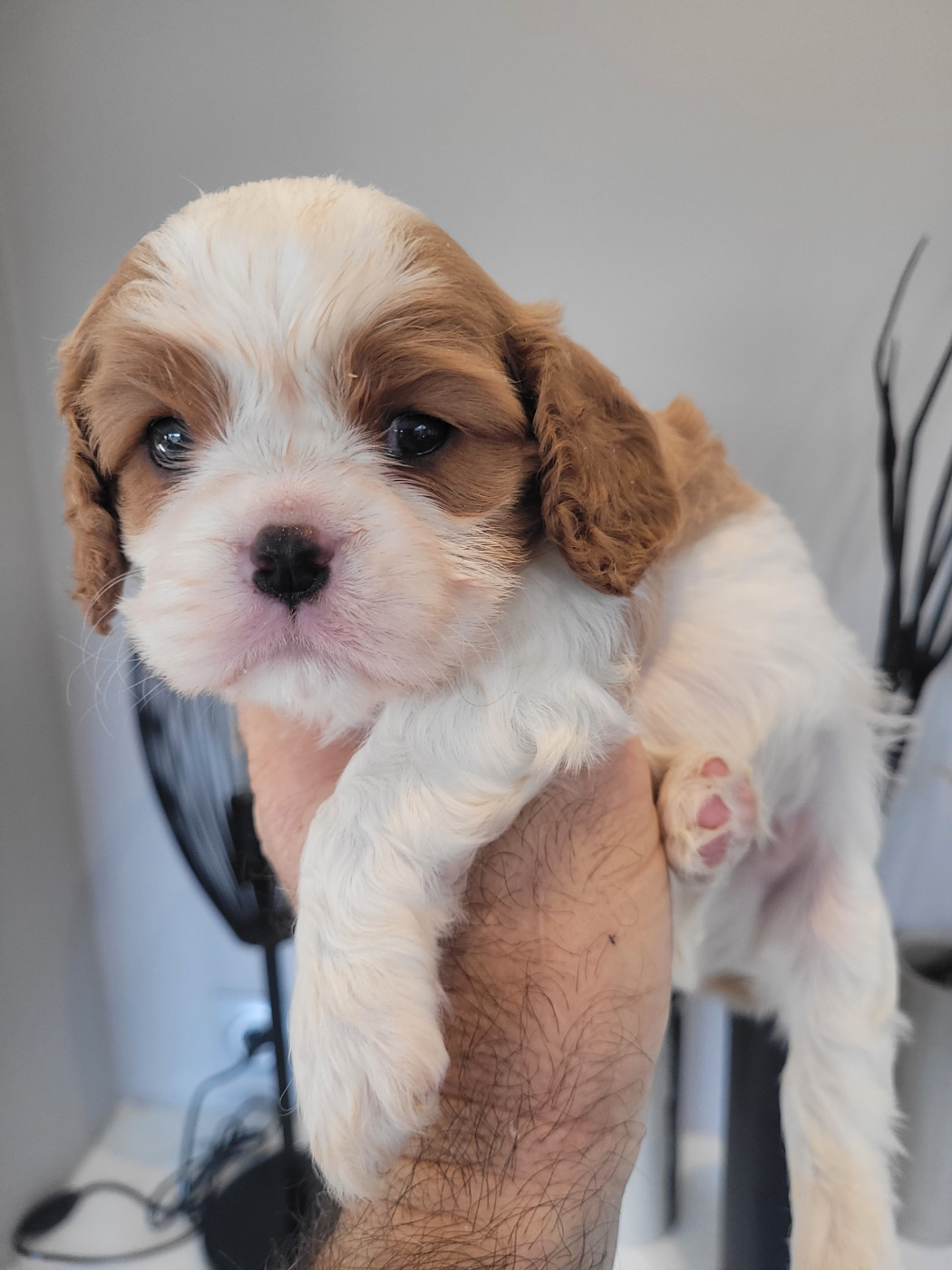 du domaine du grand saule - Chiots disponibles - Cavalier King Charles Spaniel