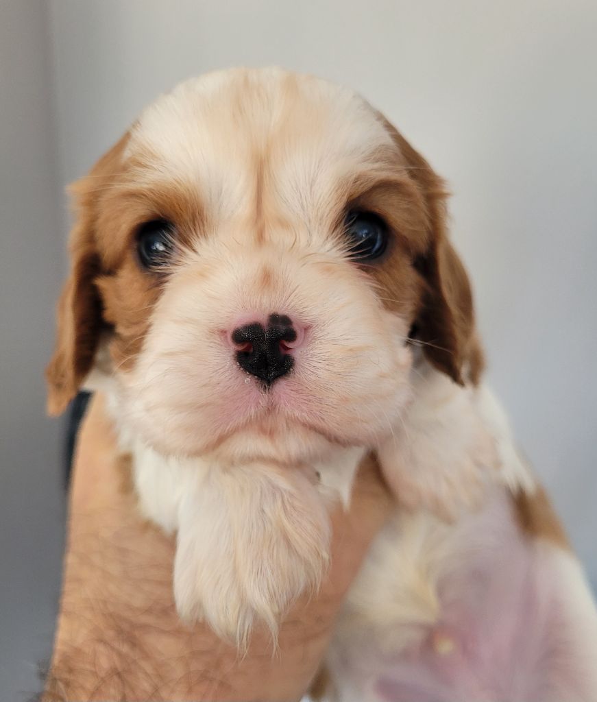 du domaine du grand saule - Chiots disponibles - Cavalier King Charles Spaniel