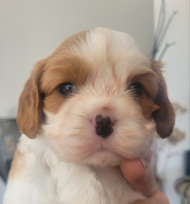 Chiot N°3