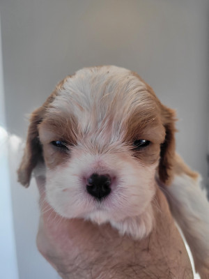 Chiot N°2