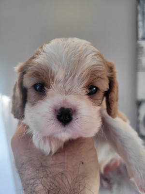 Chiot N°3