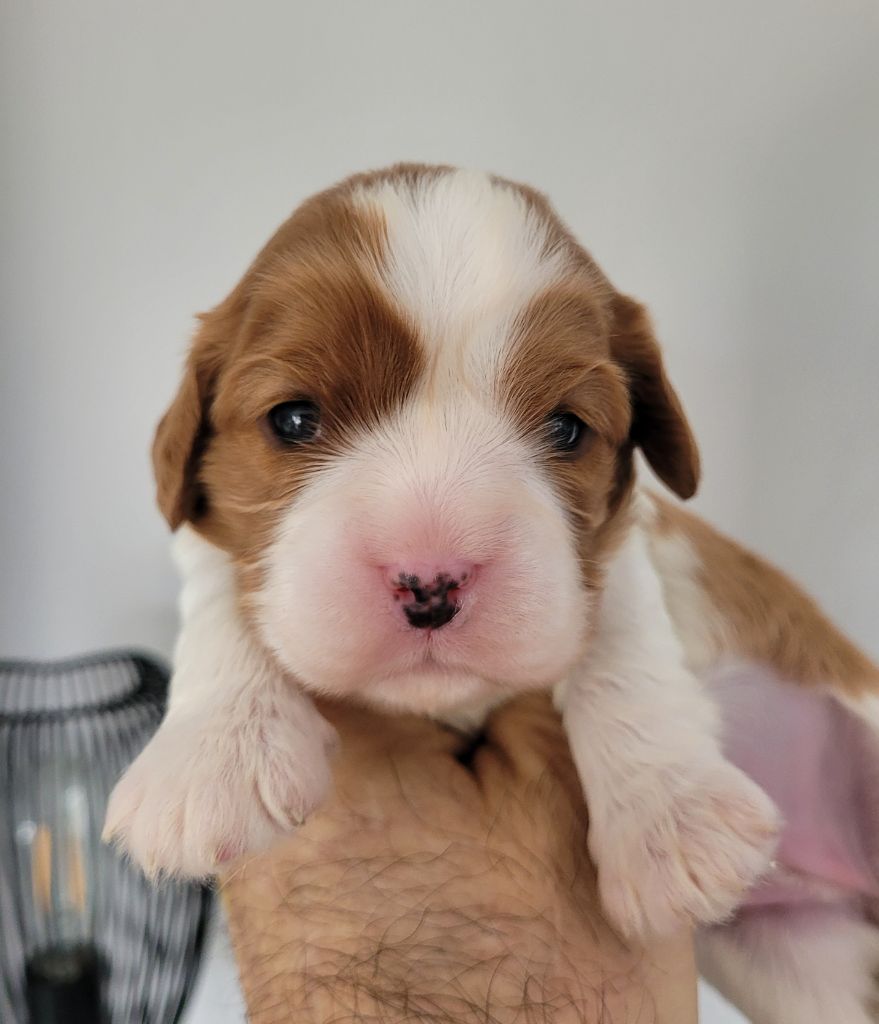 du domaine du grand saule - Chiots disponibles - Cavalier King Charles Spaniel