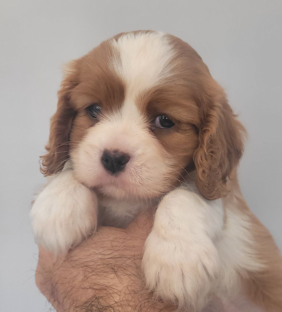 du domaine du grand saule - Chiots disponibles - Cavalier King Charles Spaniel