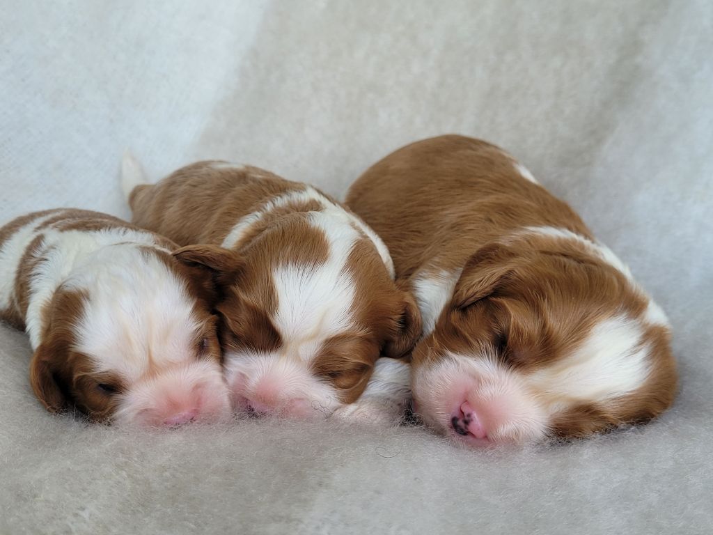 du domaine du grand saule - Cavalier King Charles Spaniel - Portée née le 13/07/2025